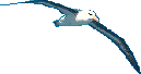 Albatross Albatross